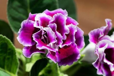 White Voilet Gloxinia Flower Seeds