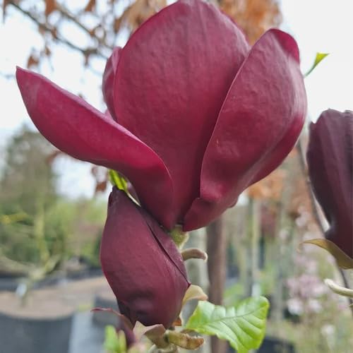 Magnolia Flower Seeds
