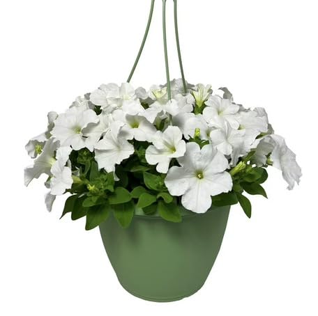 white hanging petunia flower