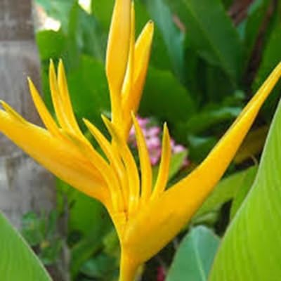 Strelitzia Reginae Flower Seeds