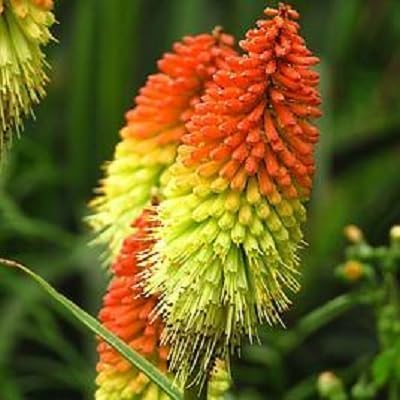 Kniphia Flower Seeds