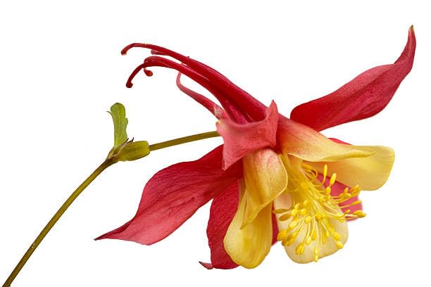 Red Giant Aquilegia Flower Seeds