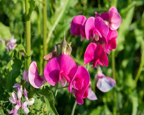 Purple Lathyrus Odoratus Flower Seeds