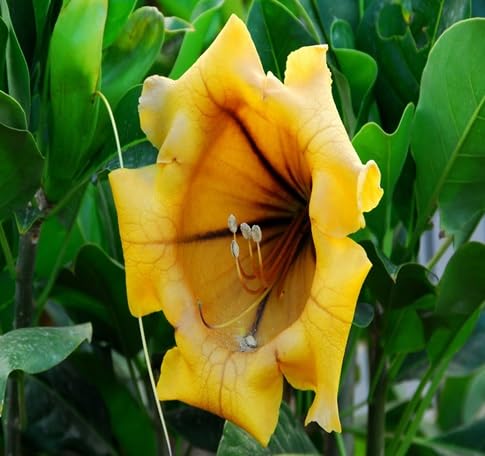solandra flower seeds flower