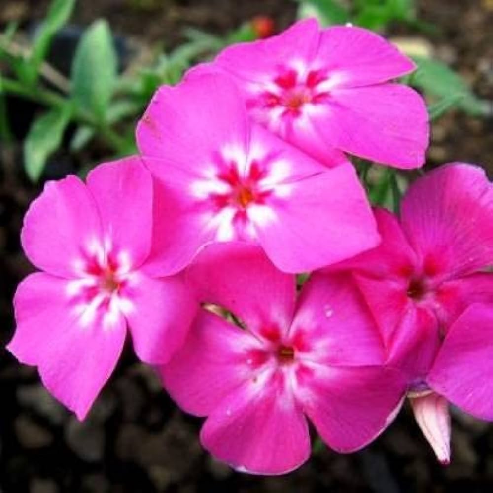 Pink Phlox Leopoldii Flower