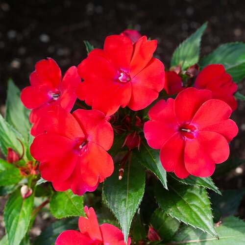 Red Impatiens Flower Seeds