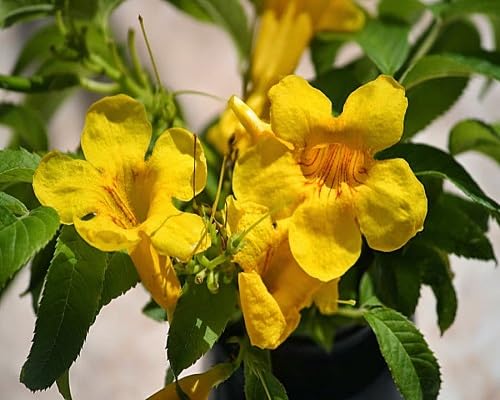 Yellow Myrtle Flower Seeds