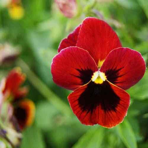 Red Pansy Viola Flower Seeds