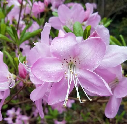 Pink Rhododendron Schlippenbachii Flower Seeds