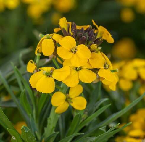 Yellow Erysimum Flower Seeds