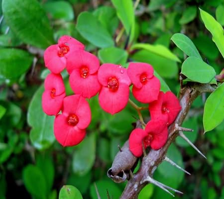 Thorns Flower Seeds