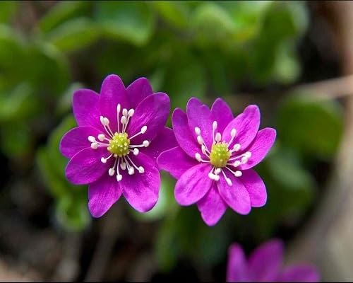 Purple Hepatica Nobilis Flower Seeds