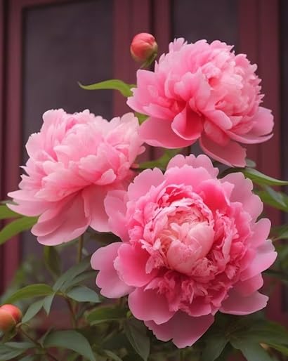 Double Peony Flower Seeds