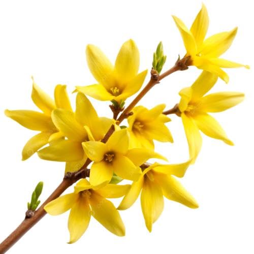 Yellow Forsythia Flower Seeds