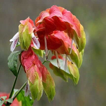 Pink Brandegeeana Flower Seeds