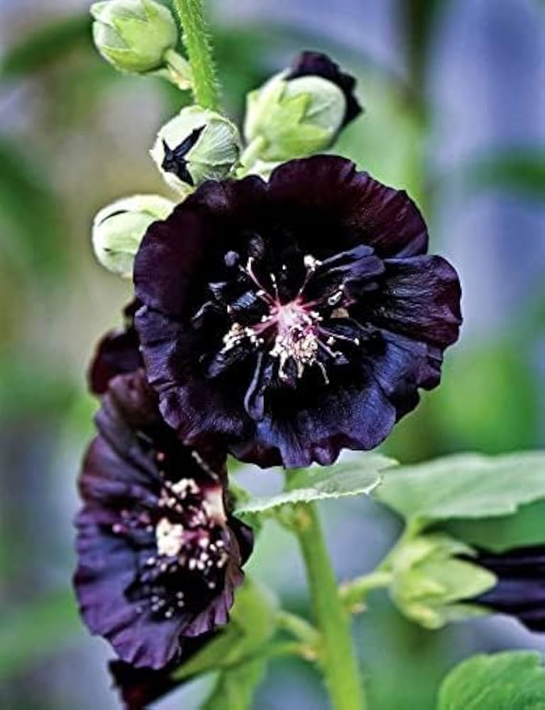 Happy Lights Mallow Mg Biennial Flower Garden Landscaping Flower Seeds
