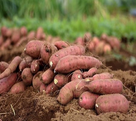 Sweet Potato Vegetables Seeds vegetable seeds - Heirloom, Organic, Non Gmo Garden Seeds for kitchen garden planting