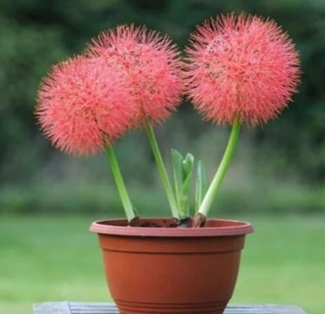 Red scadoxus Flower Seeds