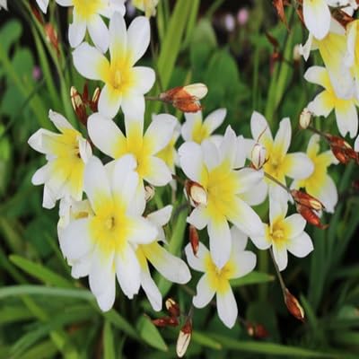 Sparaxis Flower Seeds