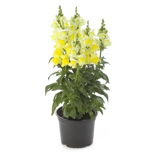 Yellow Antirrhinum Flower Seeds