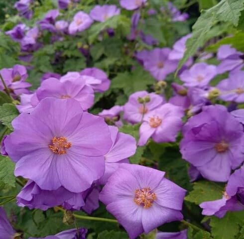 Purple Abutilon Flower Seeds