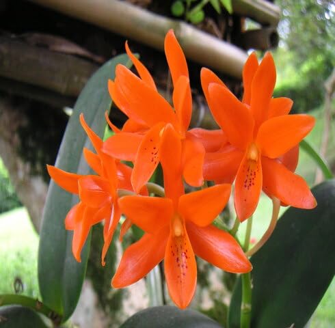 Orange Aurantiaca Flower Seeds