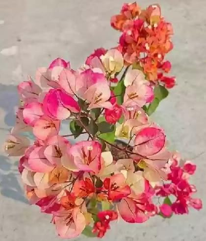 Orange Bougainvillea Flower Seeds
