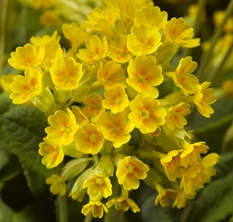 Primula Flower Seeds