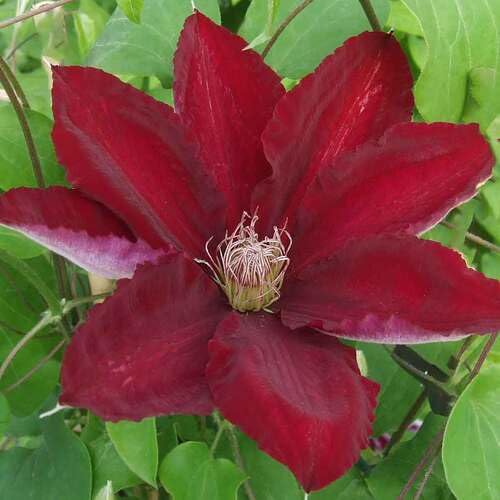 Clematis Flower Seeds
