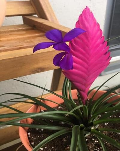 Pink Bromeliad Tillandsia Flower Seeds