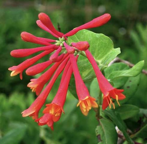 pink lonicera sempervirens flower