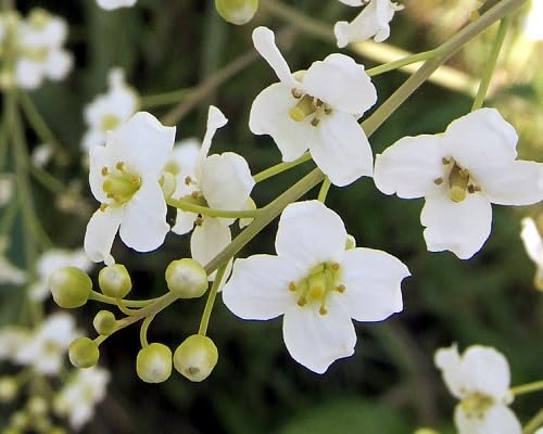 Edelweiss Alpine Flower Seeds