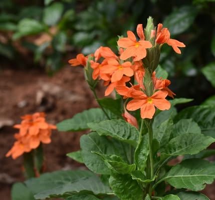 Orange Crossandra infundibuliformis Flower Seeds