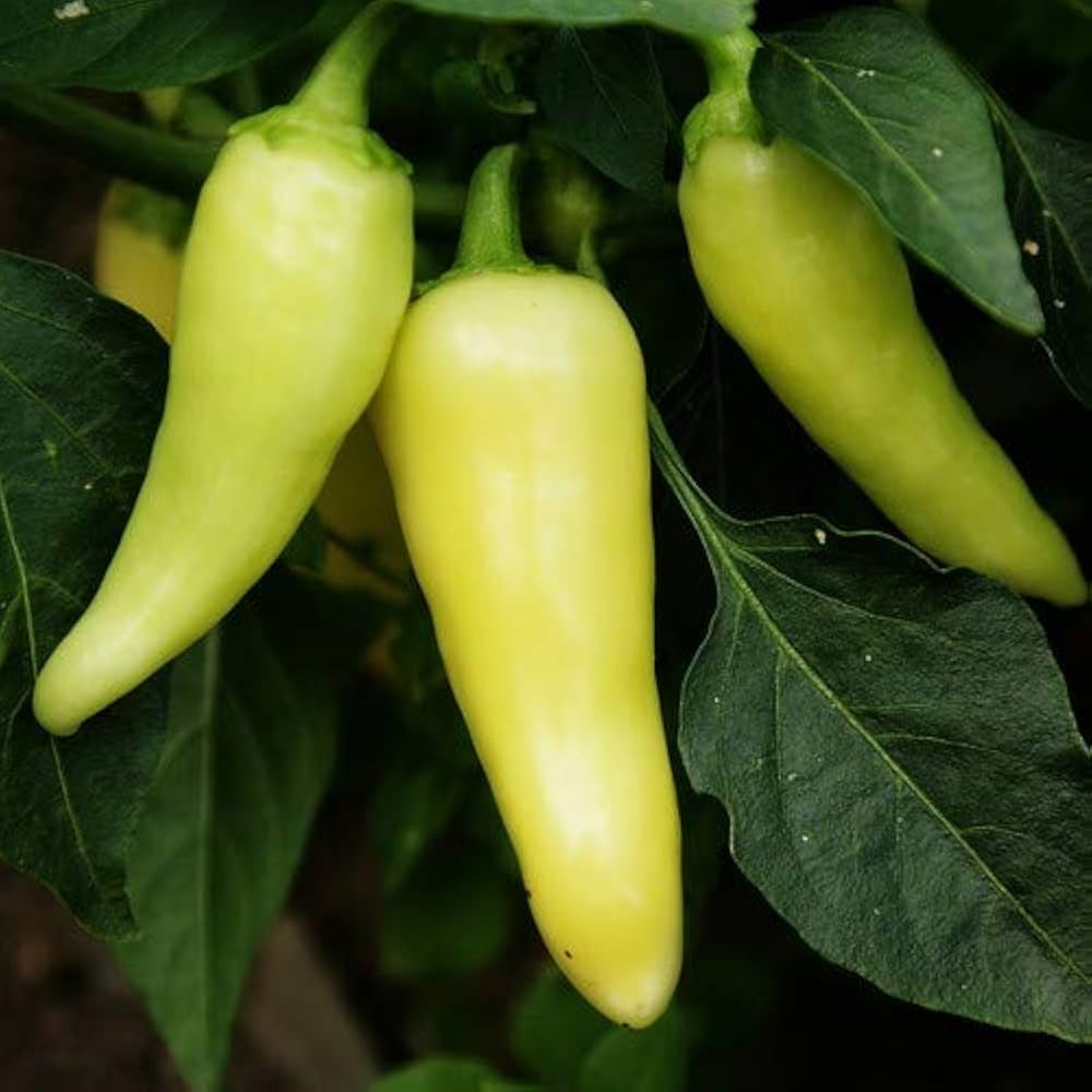 santa fe grande pepper for spicy flavorful