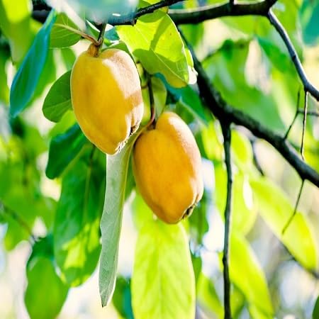 Quince Fruit fruit seeds for organic garden planting