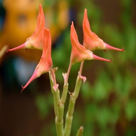 Red Orange Lady's Slipper Flower Seeds