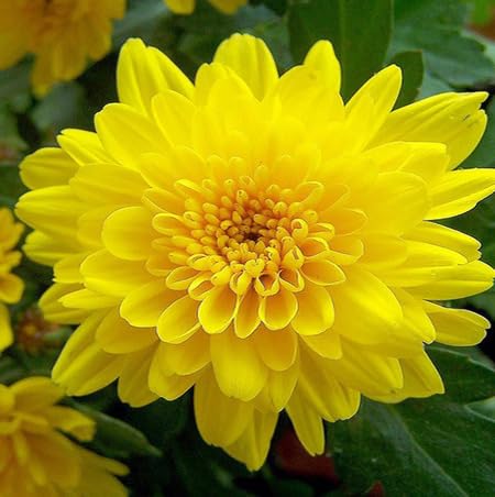 Yellow Perennial Chrysanthemum Flower Seeds