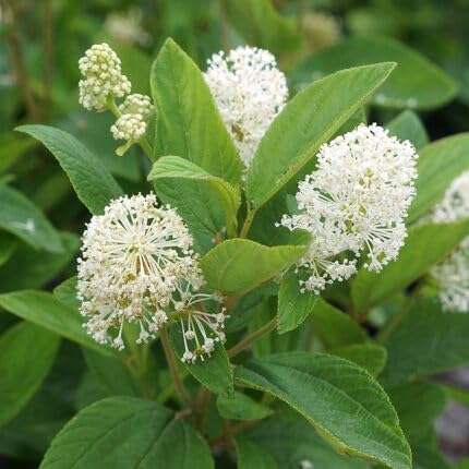 white ceanothus flower seeds