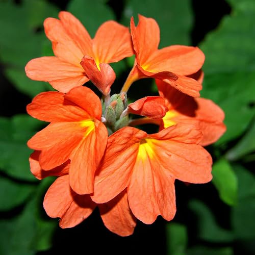 Orange Crossandra Flower Seeds