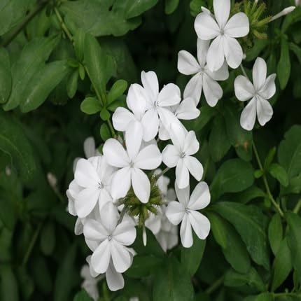 White Plumbago Flower Seeds