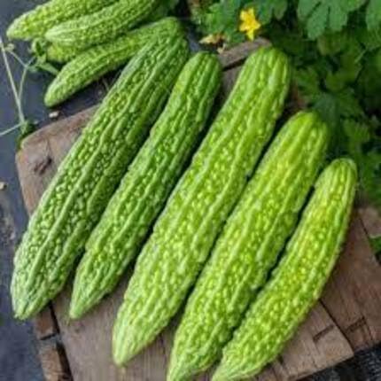 Bitter Melon Seeds,Green vegetable seeds for Home Gardening, Premium Kitchen Garden for kitchen garden planting