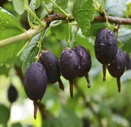 Black Jostaberry fruit seeds for organic garden planting