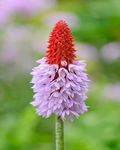 pink orchid primerose flowers