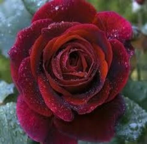 Maroon Zinnia Flower Seeds