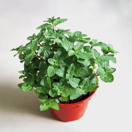 Green Mint Plant Seeds herb seeds - fresh harvest, sustainable gardening garden seeds