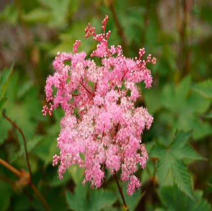 Pink Filipendula Flower Seeds