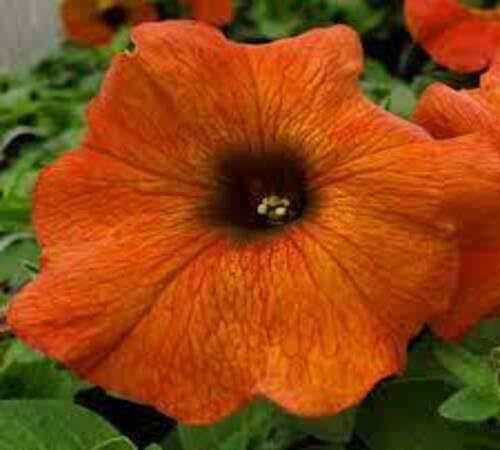 Giant Petunia Flower Seeds