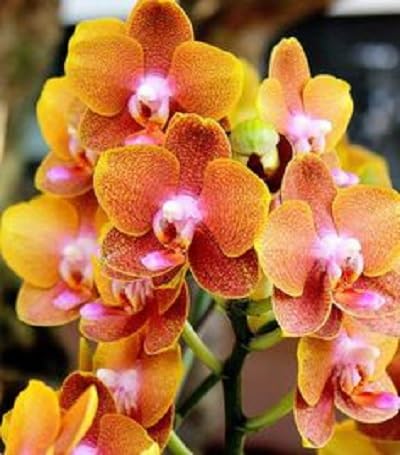 Orange Orchid Flowers Seeds