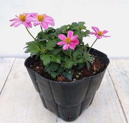 Pink Bidens Erigeron Flower Seeds