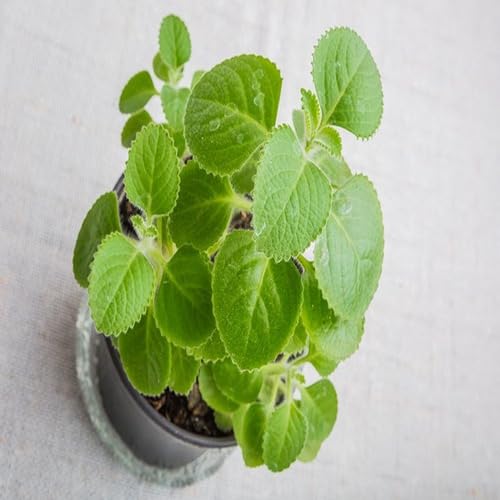 Green Cuban Oregano Plants Seeds herb seeds - sustainable gardening, high germination garden seeds